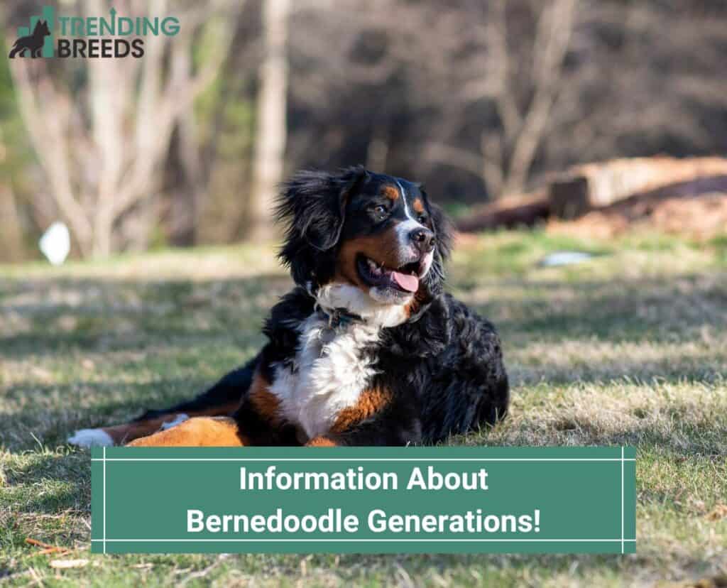 Information-About-Bernedoodle-Generations-template