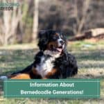 Information-About-Bernedoodle-Generations-template
