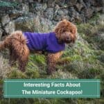 Interesting-Facts-About-The-Miniature-Cockapoo-template