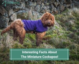 Interesting-Facts-About-The-Miniature-Cockapoo-template