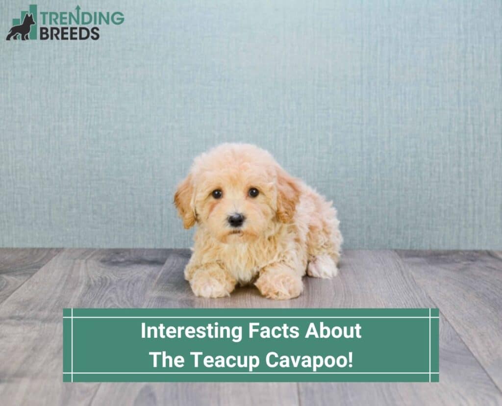 Interesting-Facts-About-the-Teacup-Cavapoo-template