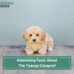 Interesting-Facts-About-the-Teacup-Cavapoo-template