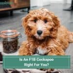 Is An F1B Cockapoo Right For You? (2022)