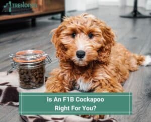 Is-An-F1B-Cockapoo-Right-For-You-template