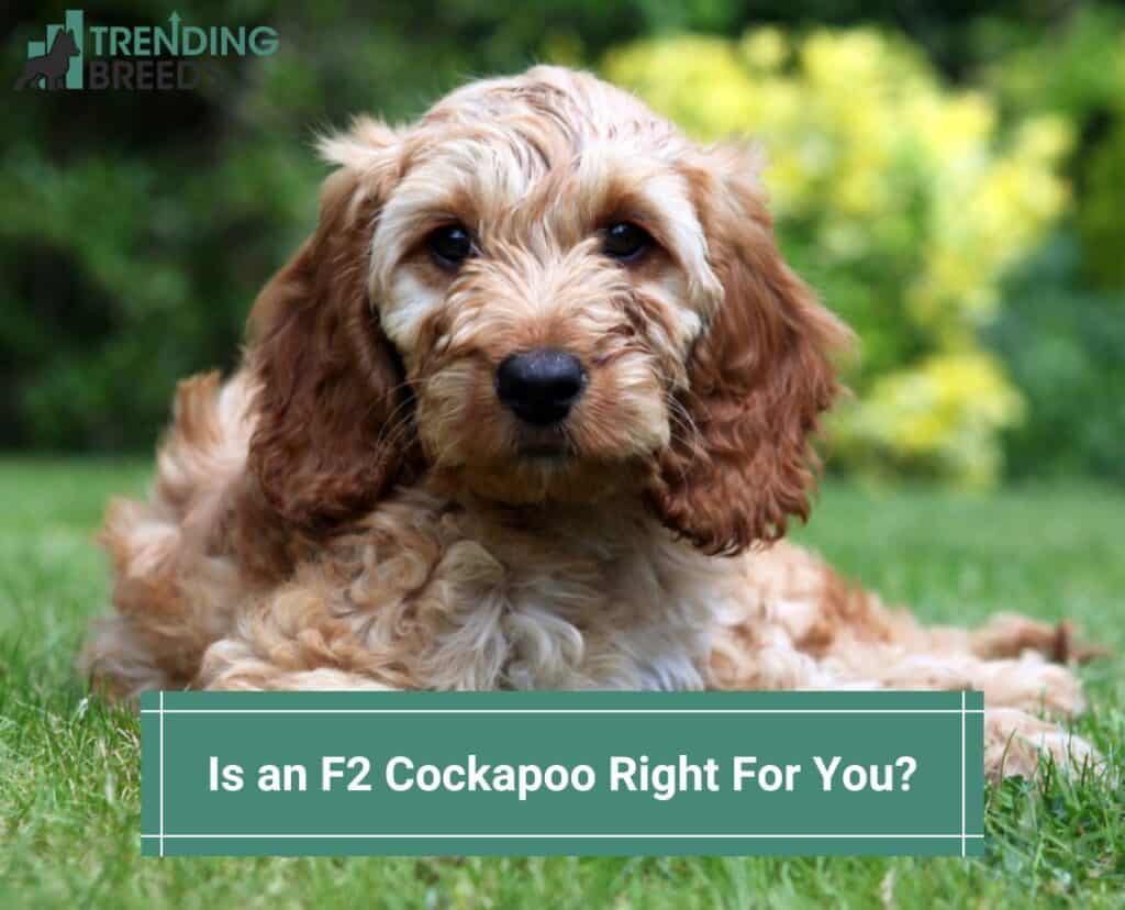 Is-an-F2-Cockapoo-Right-For-You-template
