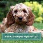 Is An F2 Cockapoo Right For You? (2022)