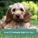 Is-an-F2-Cockapoo-Right-For-You-template