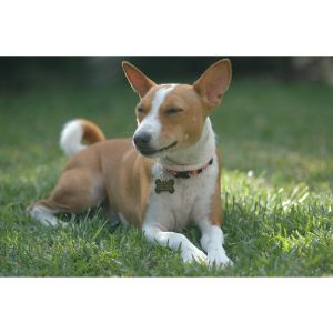 Is-the-Basenji-Right-for-You
