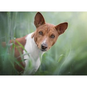 Is-the-Basenji-the-Right-Dog-For-You