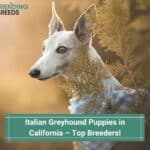 Italian-Greyhound-Puppies-in-Californiaa-–-Top-6-Breeders-template