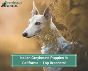 Italian-Greyhound-Puppies-in-Californiaa-–-Top-6-Breeders-template