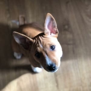 Jublie-Basenjis