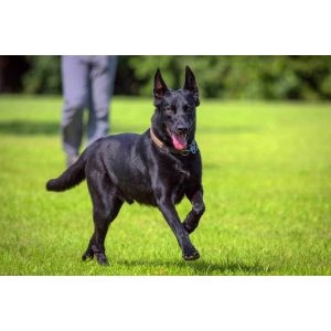 K9-California-Belgian-Malinois-Kennels