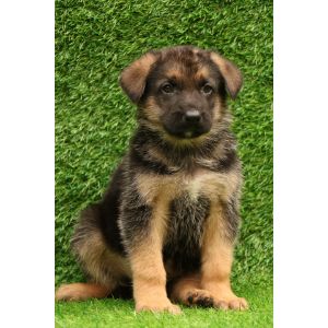 Kolenda-Kennels-German-Shepherd-Breeders