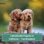 Labradoodle-Puppies-in-California-–-Top-4-Breeders-template