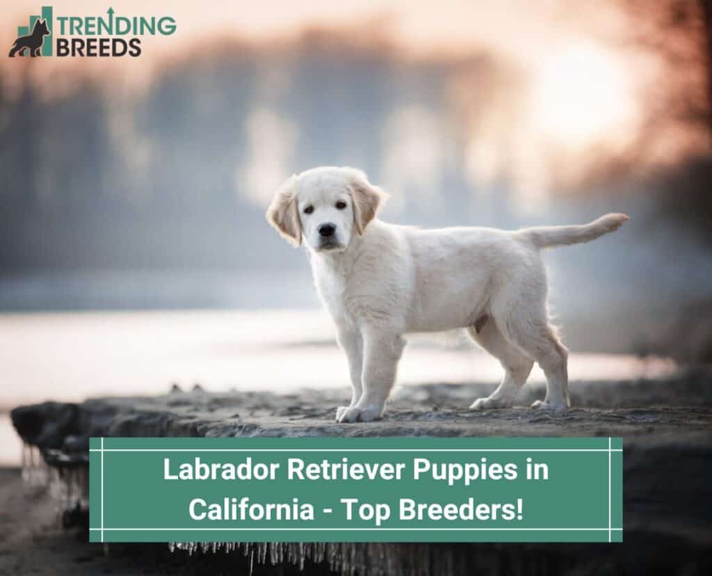 Labrador-Retriever-Puppies-in-California-Top-5-breeders-template