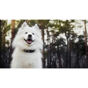 Lake-Hill-Samoyeds