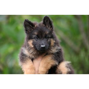 Locherie-German-Shepherds