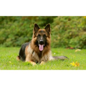 Lundborg-Land-German-Shepherds