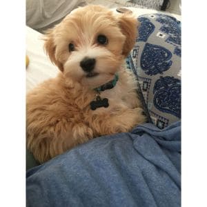 Maltipoo-Growth-Stages