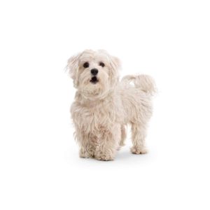 Maltipoo-Overview