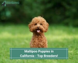 Maltipoo-Puppies-in-California-Top-Breeders-template