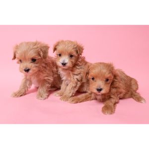 Maltipoo-Red