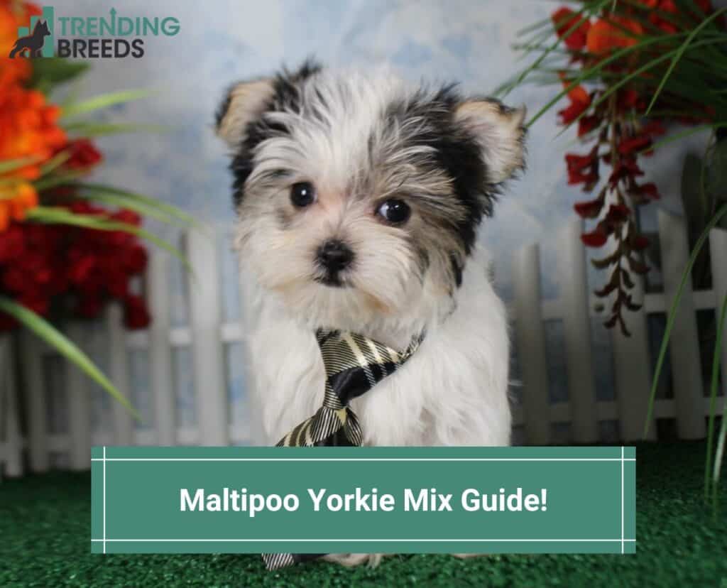 Maltipoo-Yorkie-Mix-Guide-template