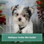 Maltipoo Yorkie Mix Guide! (2023)