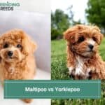 Maltipoo vs Yorkiepoo - Differences Expained! (2023)