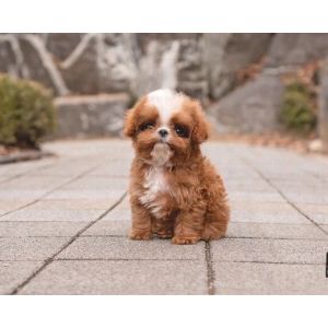 Many-Owners-Have-Teacup-Cavapoos-as-Service-Dogs