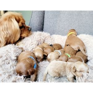 Mini-Cavapoos-Make-Great-Family-Pets