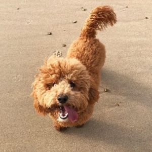 Miniature-Cockapoos-vs.-Teacup-Cockapoo