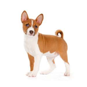 More-Information-About-Basenji-Puppies-in-California