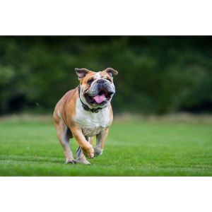 More-Information-About-English-Bulldog-Breeders-in-California