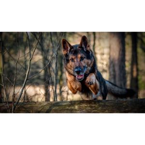 More-Information-About-German-Shepherd-Puppies-in-Maryland