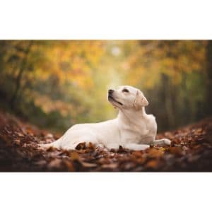 More-Information-About-Labrador-Retriever-Puppies-in-California