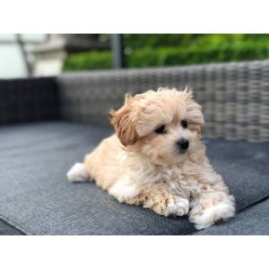 More-Information-About-Maltipoo-Breeders-in-California
