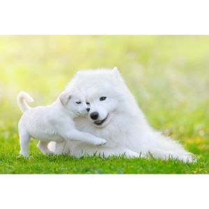 More-Information-About-Samoyed-Puppies-in-California