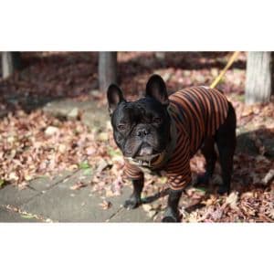 More-Information-About-the-French-Bulldog-Puppies-in-New-England