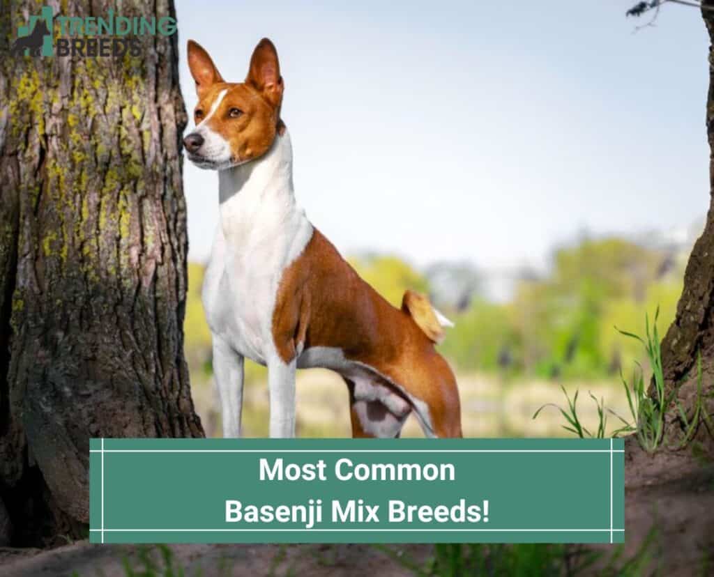 Most Common Basenji Mix Breeds! (2023)