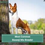 Most Common Basenji Mix Breeds! (2022)