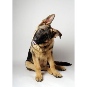 Nadelhaus-German-Shepherds