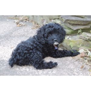 Norcal-Poodle-Rescue