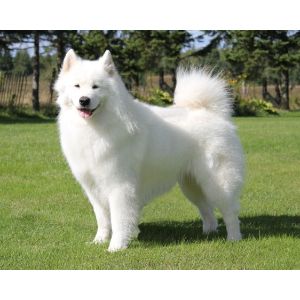 Oakbrook-Samoyeds