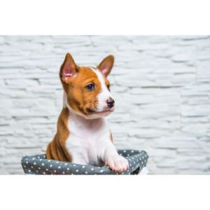 Outstanding-Basenji-Breeders-in-CT-and-Nearby