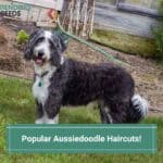 Popular Aussiedoodle Haircuts With Pictures! (2023)