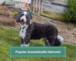 Popular-Aussiedoodle-Haircuts-template