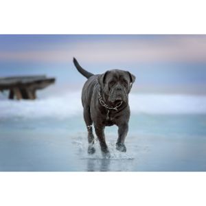 Potrero-Cane-Corso