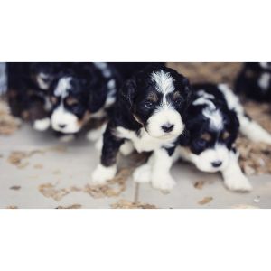 Ranch-House-Bernedoodles